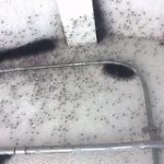 video/mp4 | 200