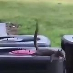 video/mp4 | 200