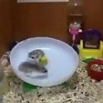 video/mp4 | 200
