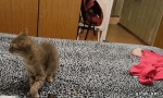 image/gif | 200