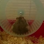 video/mp4 | 200