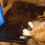 video/mp4 | 200