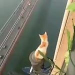 video/mp4 | 200