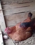video/webm | 200