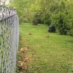 video/mp4 | 200
