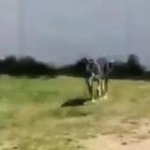 video/mp4 | 200