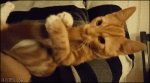 image/gif | 200