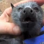 video/mp4 | 200