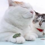 video/mp4 | 200