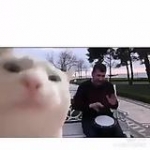 video/mp4 | 200