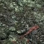 video/mp4 | 200