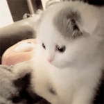 image/gif | 200