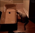 image/gif | 200