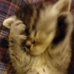 video/mp4 | 200
