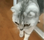 image/gif | 200