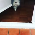 video/mp4 | 200