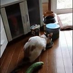video/mp4 | 200