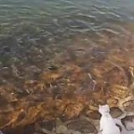 video/mp4 | 200