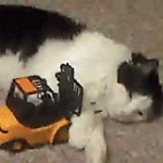 video/mp4 | 200