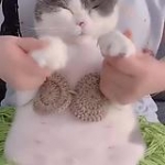 video/mp4 | 200