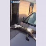 video/mp4 | 200