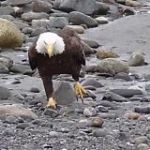 video/mp4 | 200