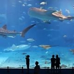 video/mp4 | 200