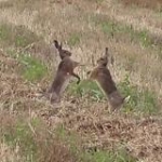 video/mp4 | 200