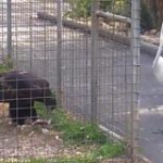video/mp4 | 200
