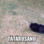 image/gif | 200