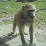 video/mp4 | 200