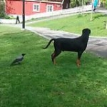 video/mp4 | 200