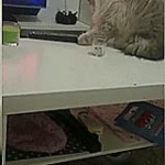 video/mp4 | 200