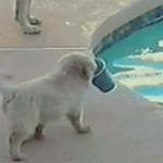 video/mp4 | 200
