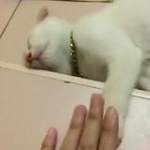 video/mp4 | 200