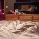 video/mp4 | 200