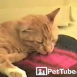 video/mp4 | 200