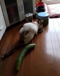 video/webm | 200