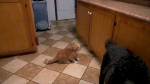 video/mp4 | 200