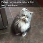 video/mp4 | 200